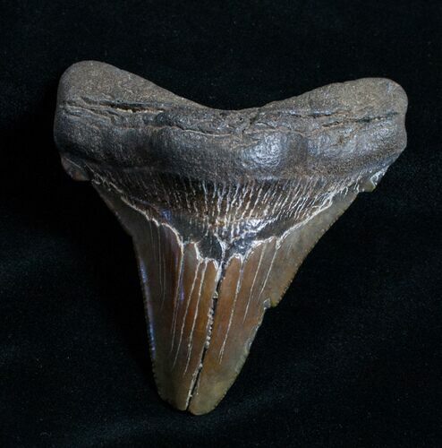 Wide Angustiden Fossil Shark Tooth - Inches #4410